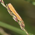 Agriphila tristella ,Gestreifter Graszünsler