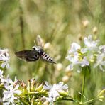 Agrius convolvuli, Windenschwärmer