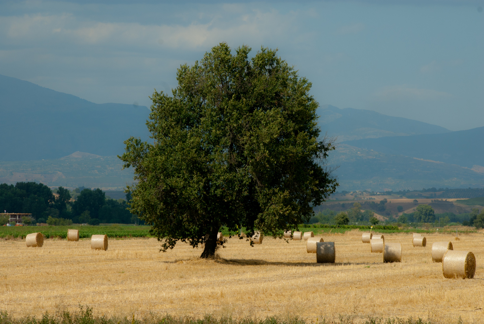 agro calabrese