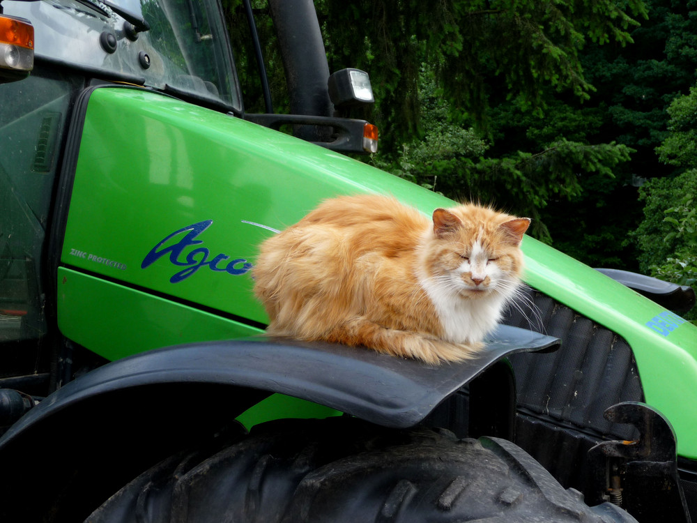 Agro-cat