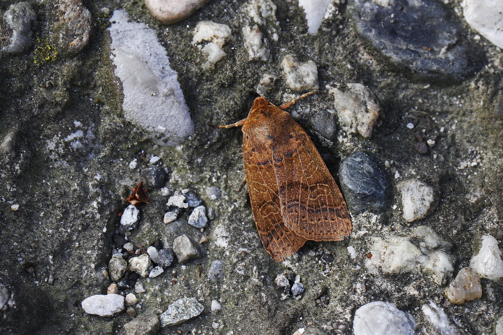 Agrochola nitida