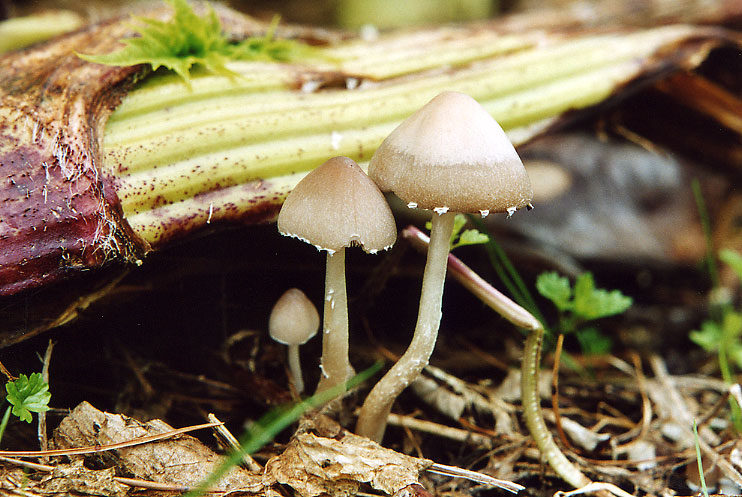 Agrocybe