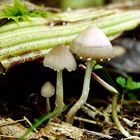 Agrocybe