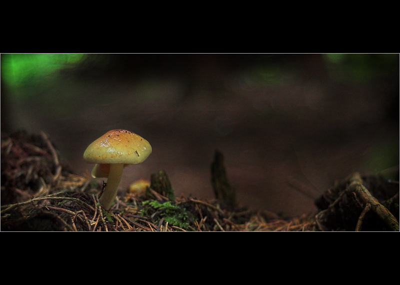 Agrocybe Arvalis