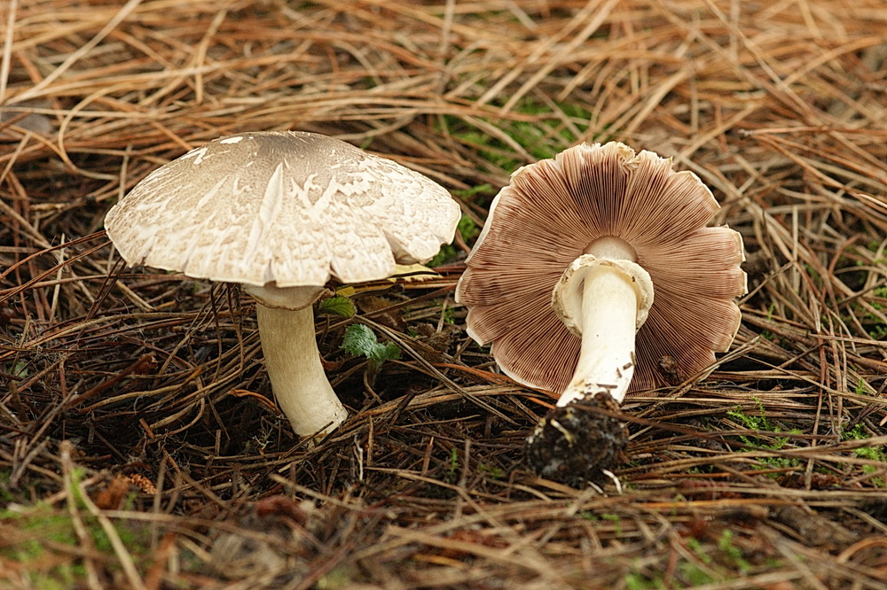 Agrocybe molesta