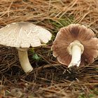 Agrocybe molesta