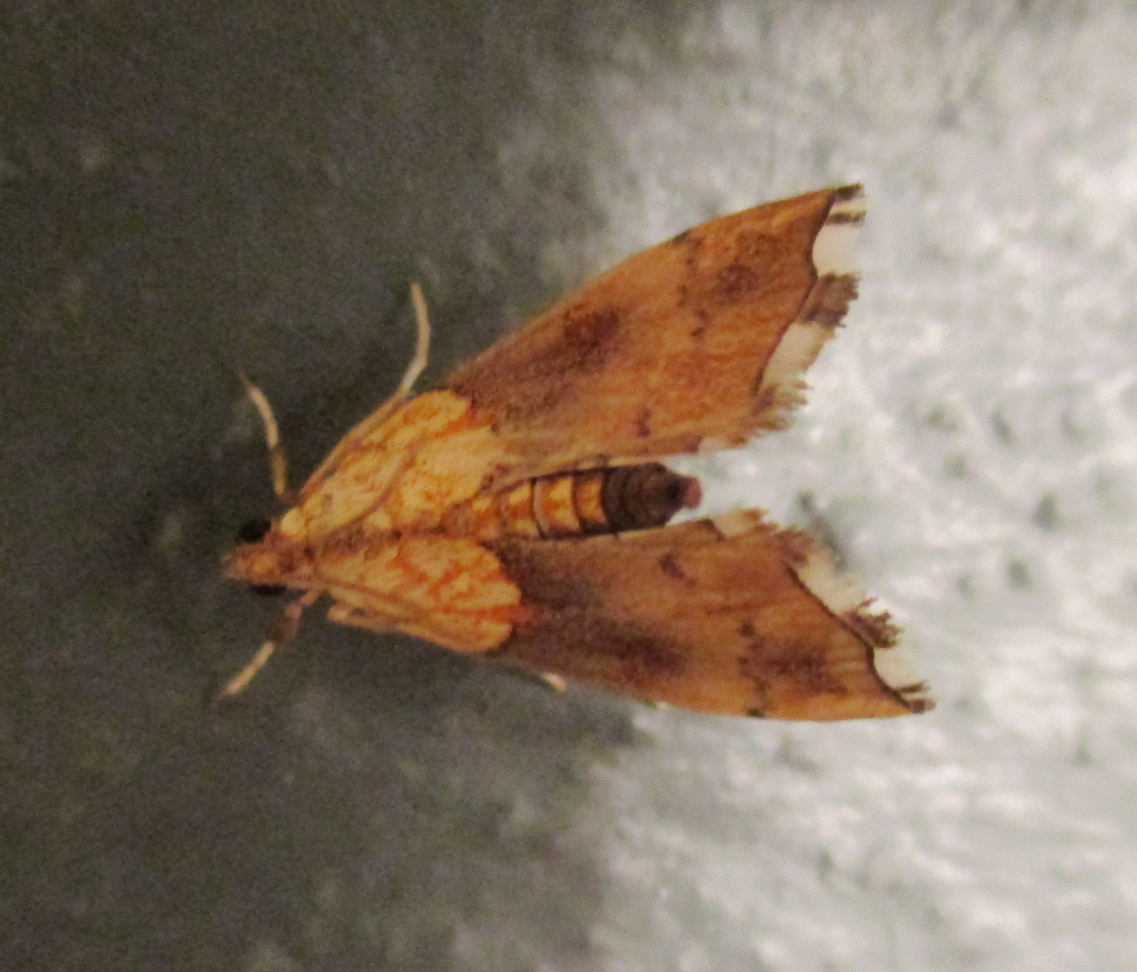 Agrotera nemoralis-Buchenzünsler - nur Doku