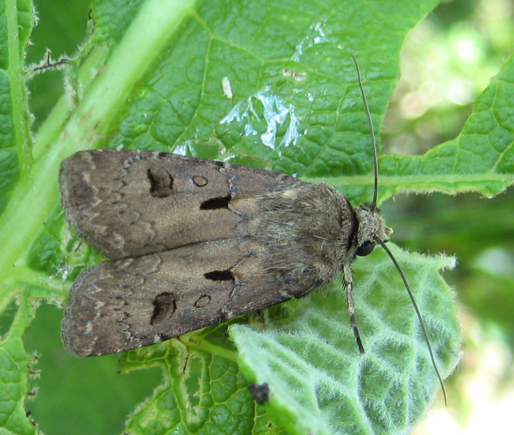 Agrotis exclamationis- gemeine Graseule oder auch Ausrufungszeichen genannt.