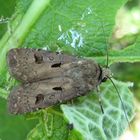 Agrotis exclamationis- gemeine Graseule oder auch Ausrufungszeichen genannt.