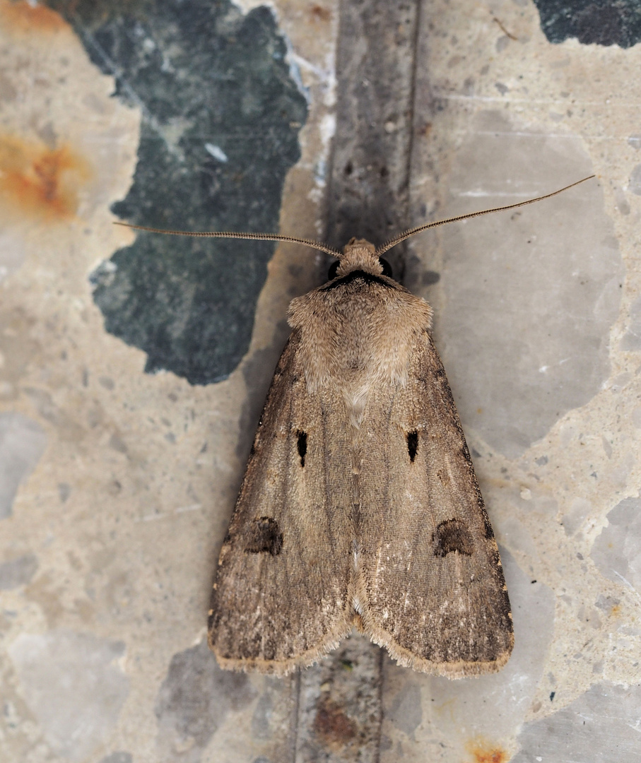 Agrotis exclamationus