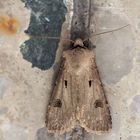 Agrotis exclamationus