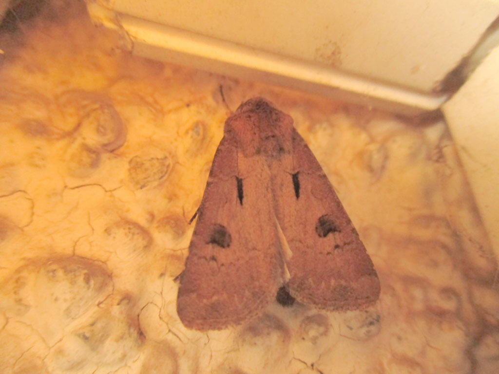 Agrotis exclamationus- Ausrufungszeichen 