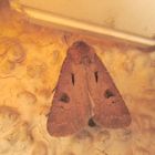 Agrotis exclamationus- Ausrufungszeichen 