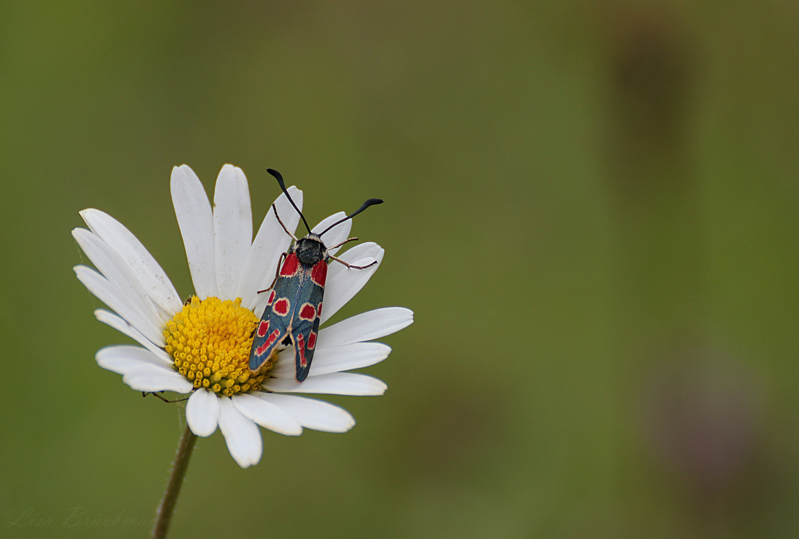 Agrumenia carniolica