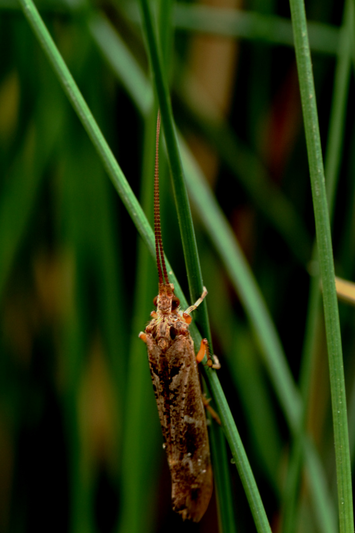 Agrypnia Varia