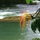 Agua Azul