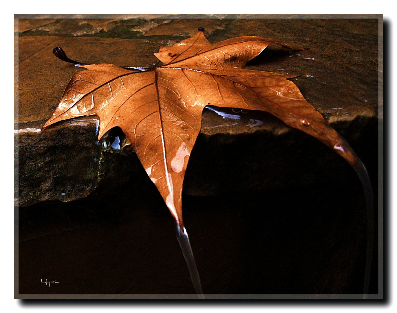 Agua de otoño