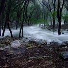 Agua súbita en medio del bosque(2)