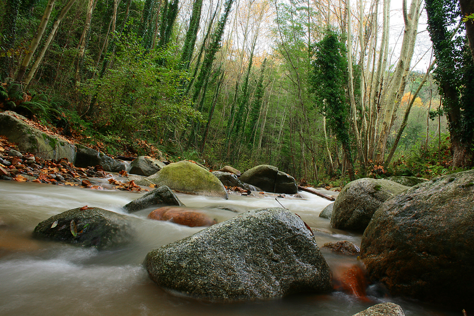 Agua viva