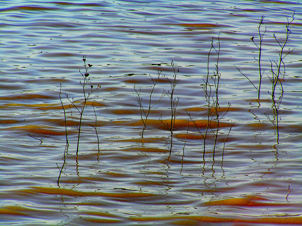 agua y minimalismo vegetal