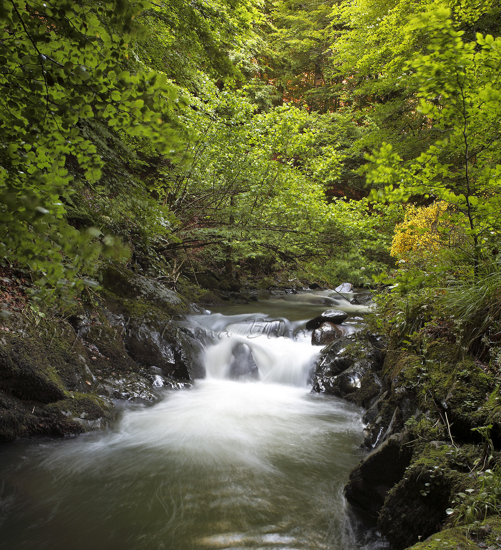 Agua y verde