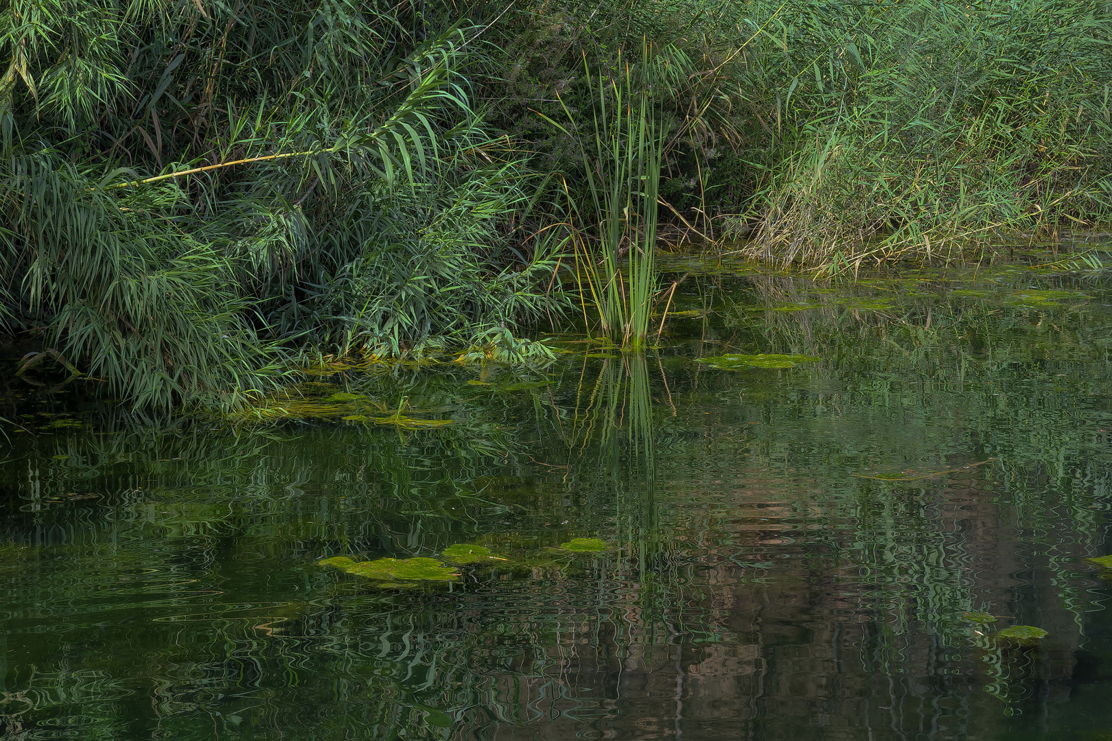 AGUAS VERDES