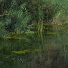 AGUAS VERDES