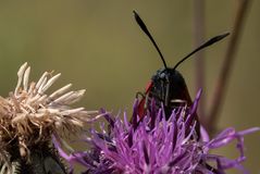 Ague in Auge mit dem Widder(chen)