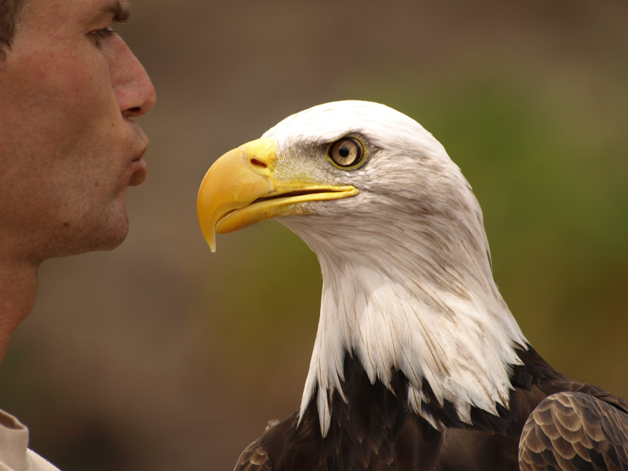 Aguila