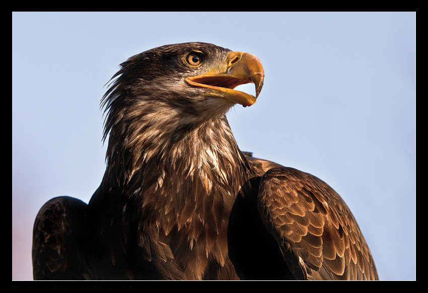 águila