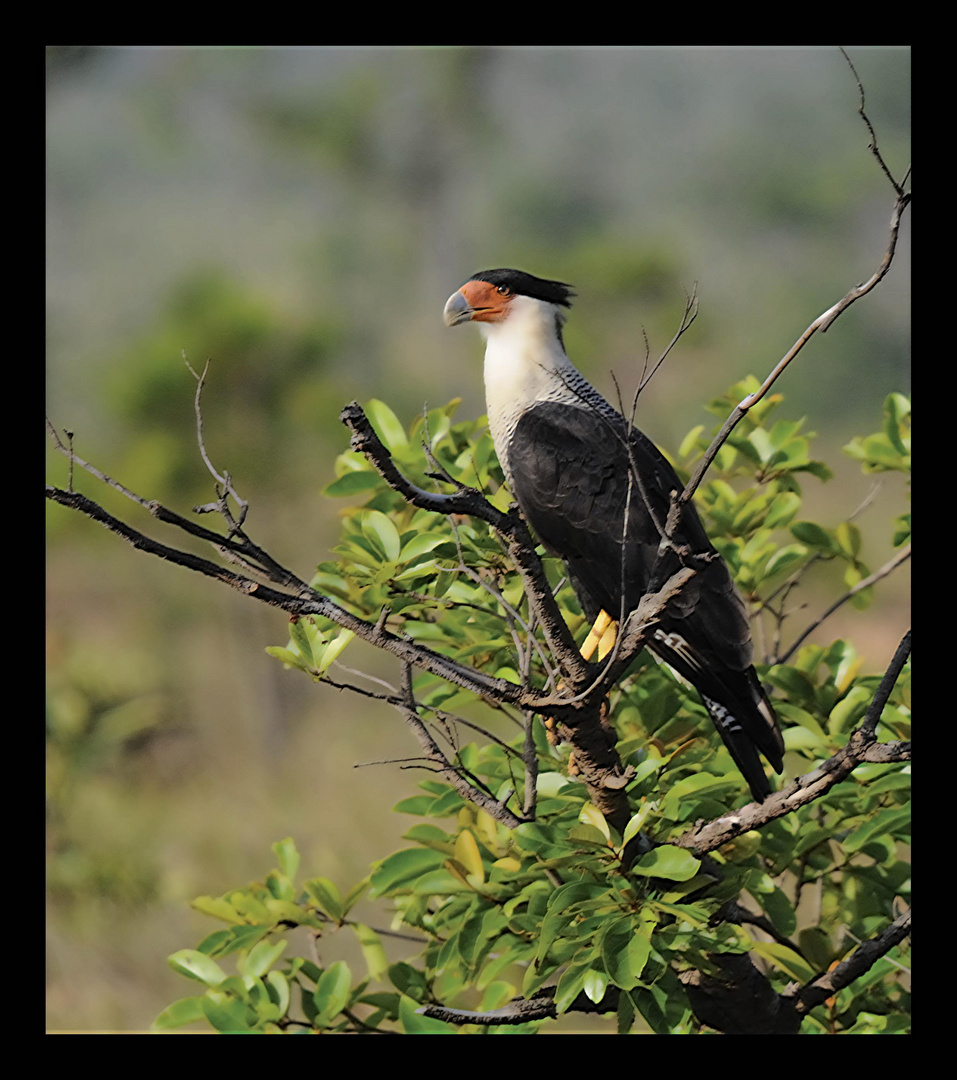 Aguila