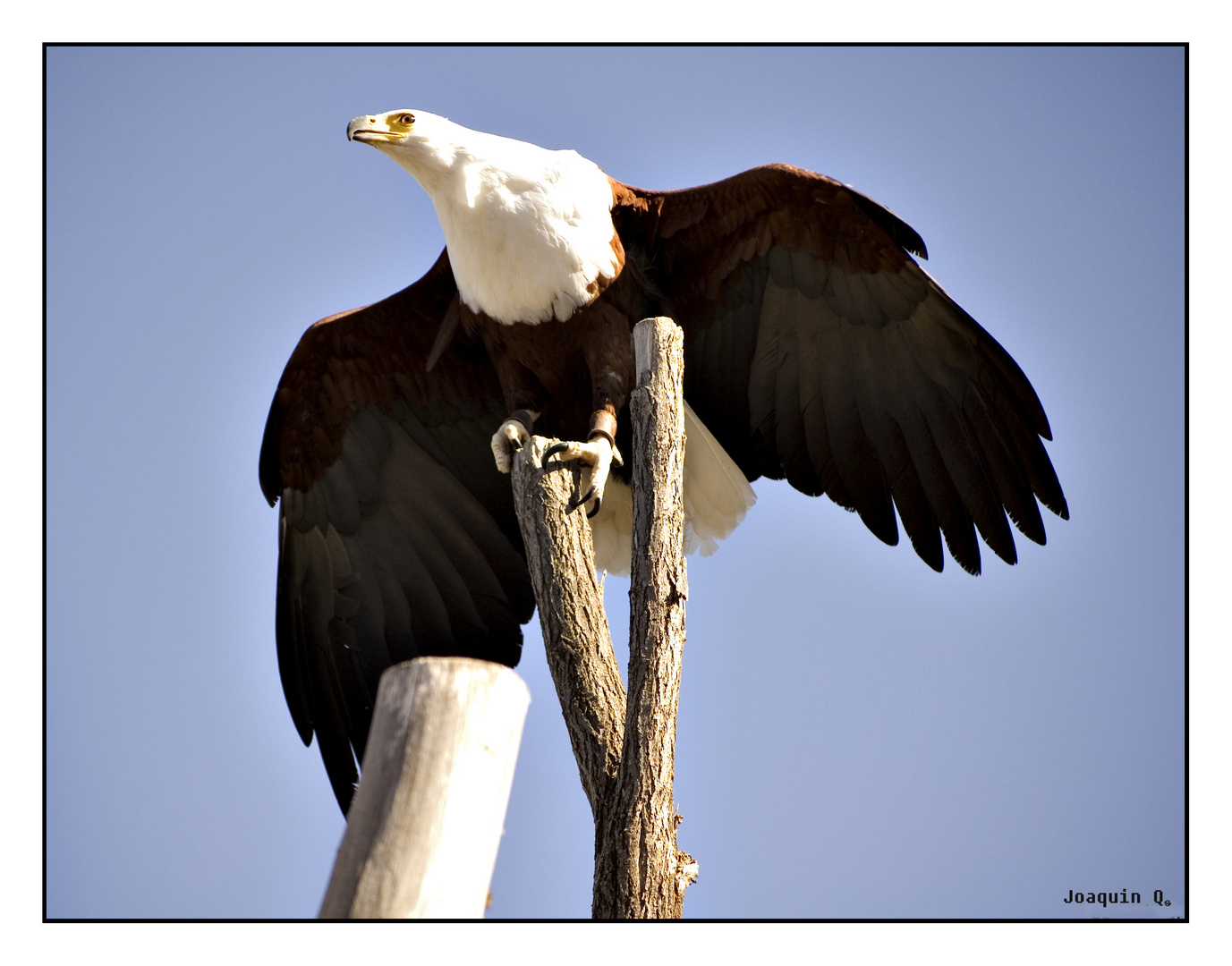 Aguila