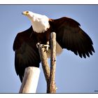 Aguila