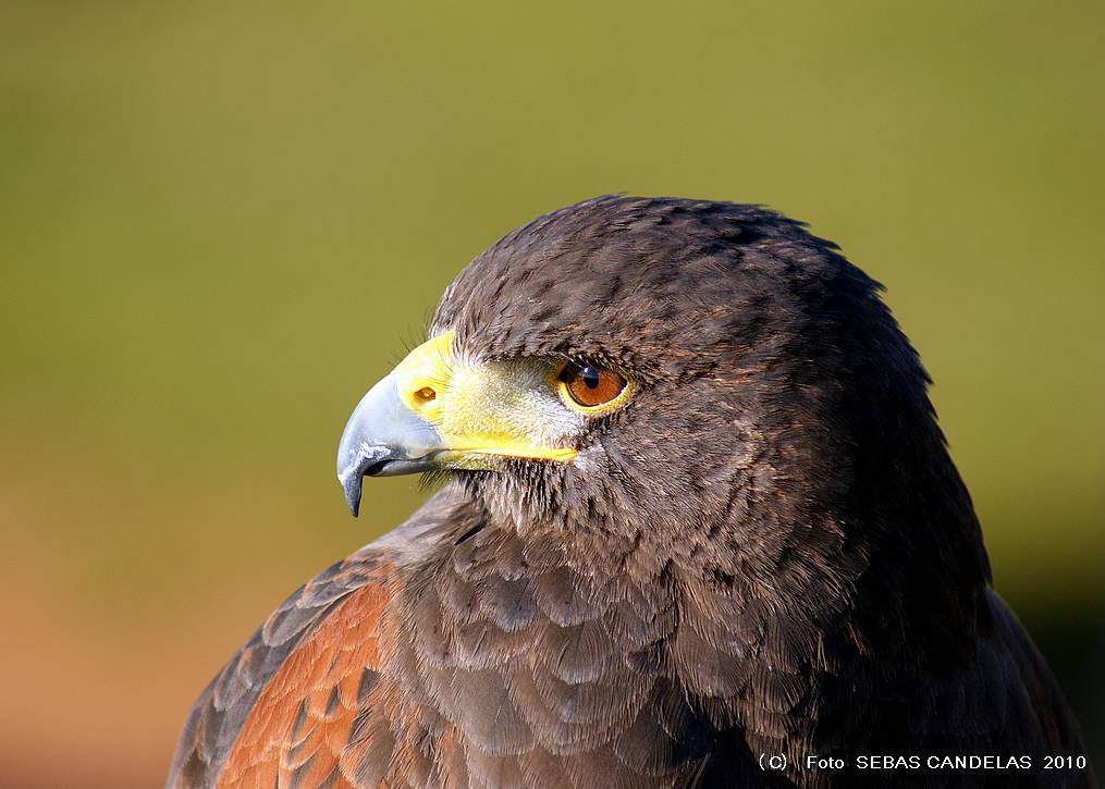 AGUILA AMERICANA