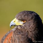 AGUILA AMERICANA