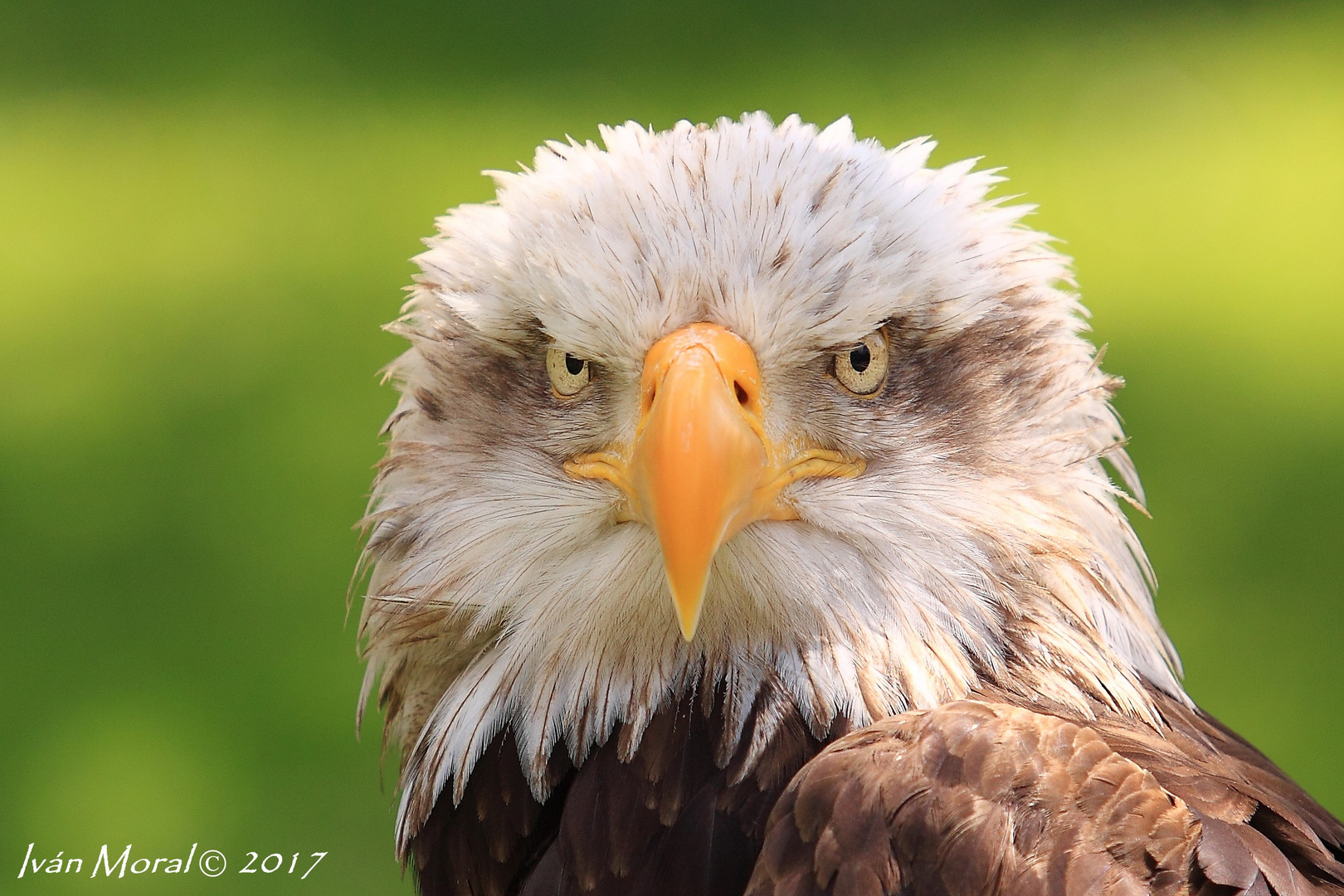 Aguila Calva