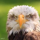 Aguila Calva