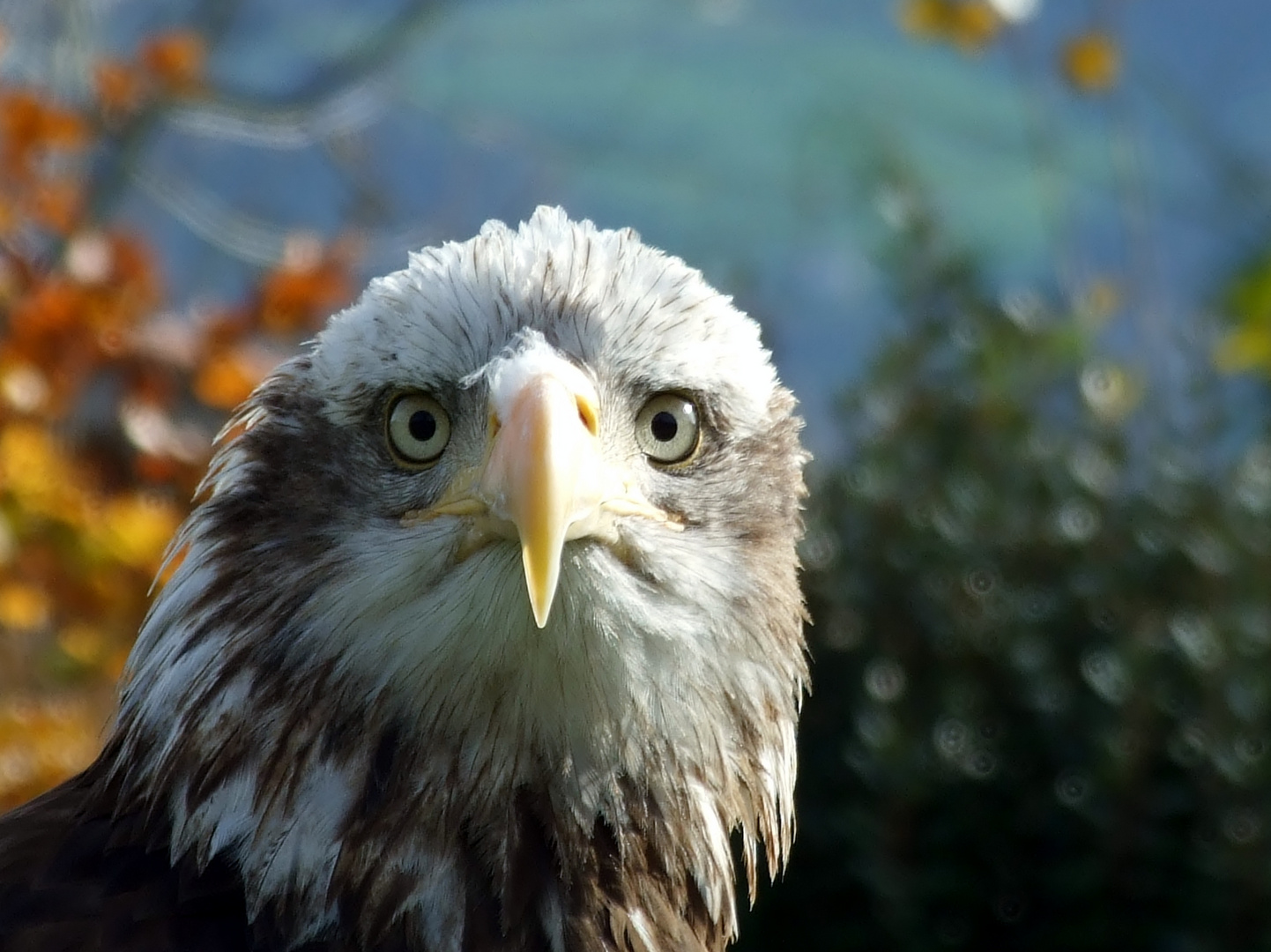 Aguila calva (Pigargo americano)