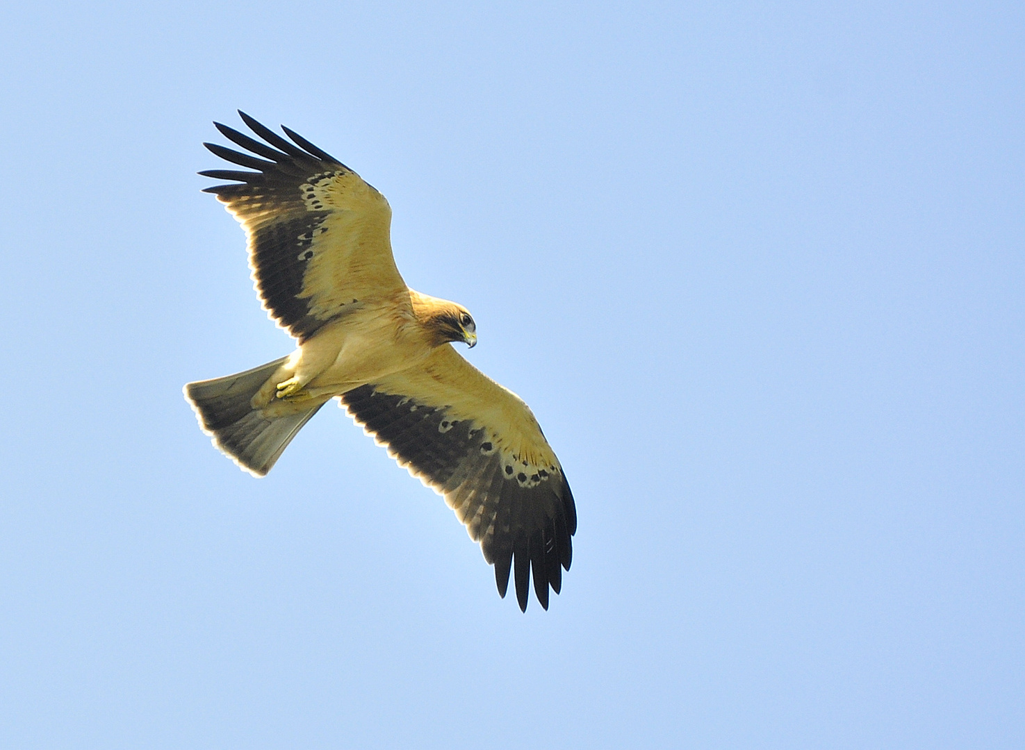 Aguila Calzada