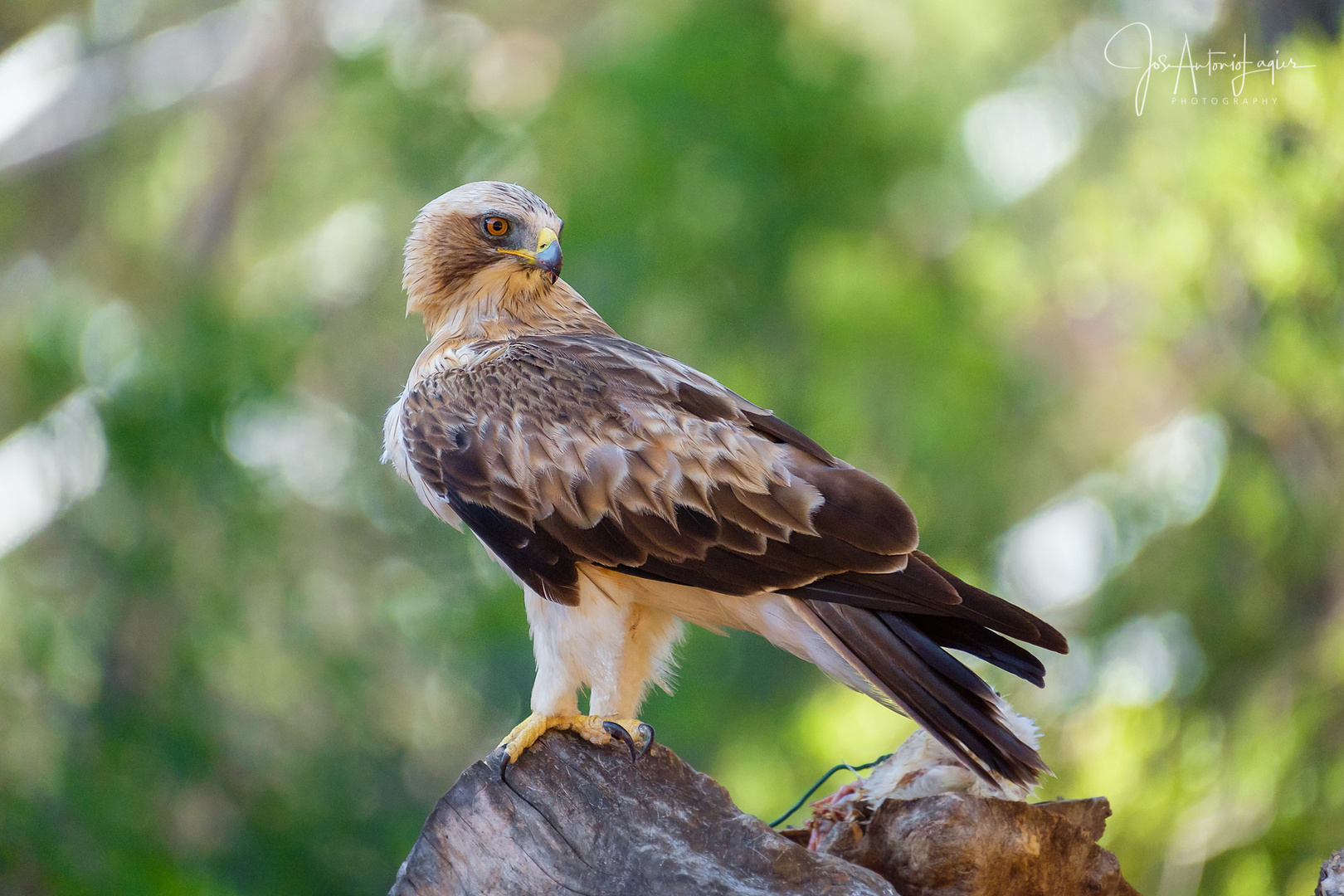 Aguila calzada.