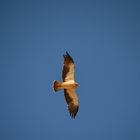 Aguila calzada en vuelo