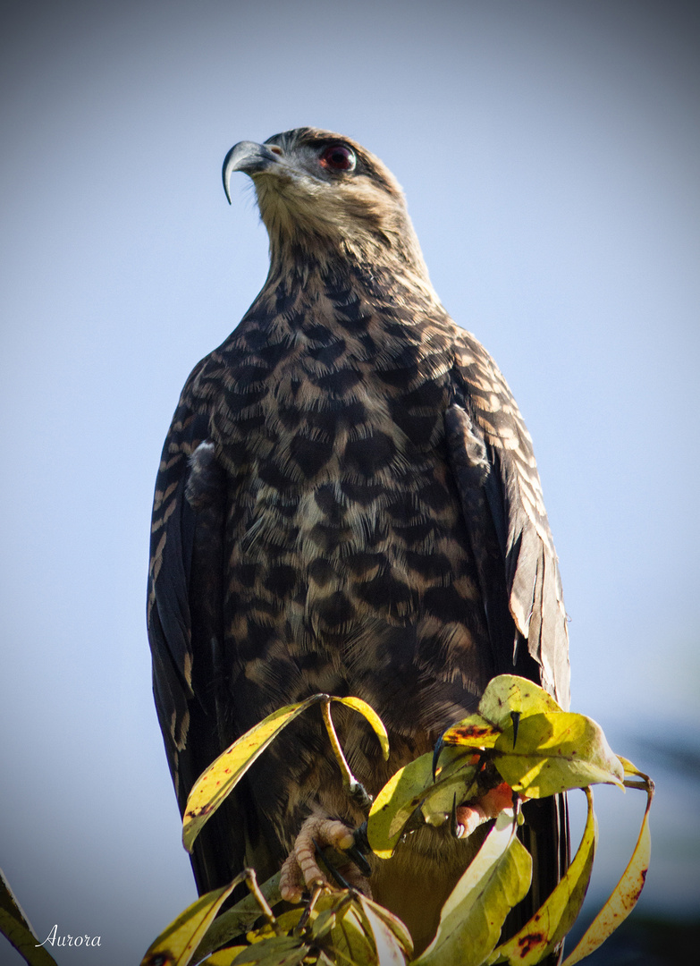 Aguila Caracolera