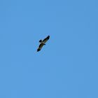 Aguila cazando en el Parque Natural Sierra de Aracena.