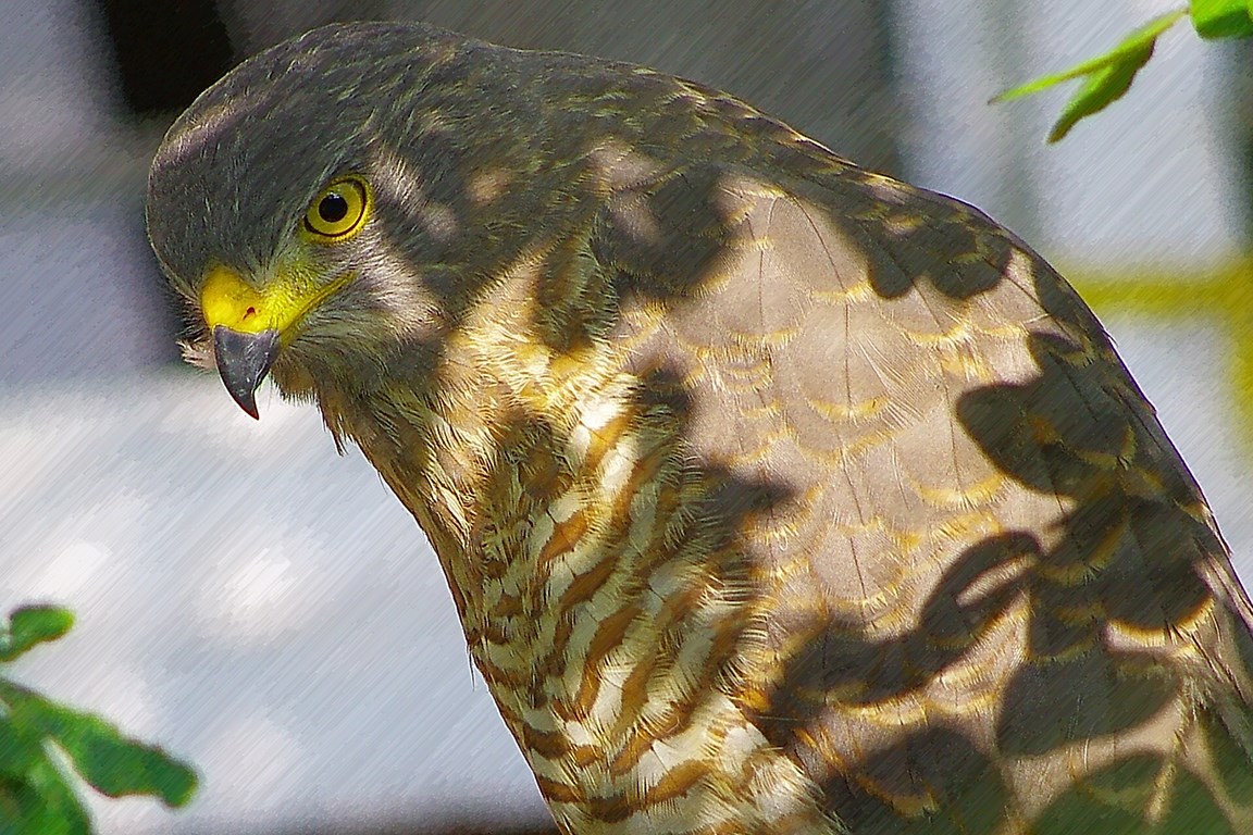 Aguila Cuaresmera