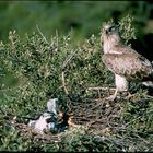 Aguila Culebrera