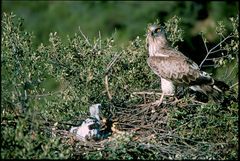 Aguila Culebrera