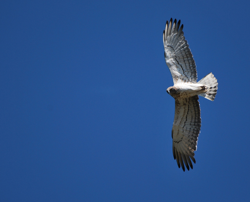 Aguila culebrera