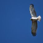 Aguila culebrera