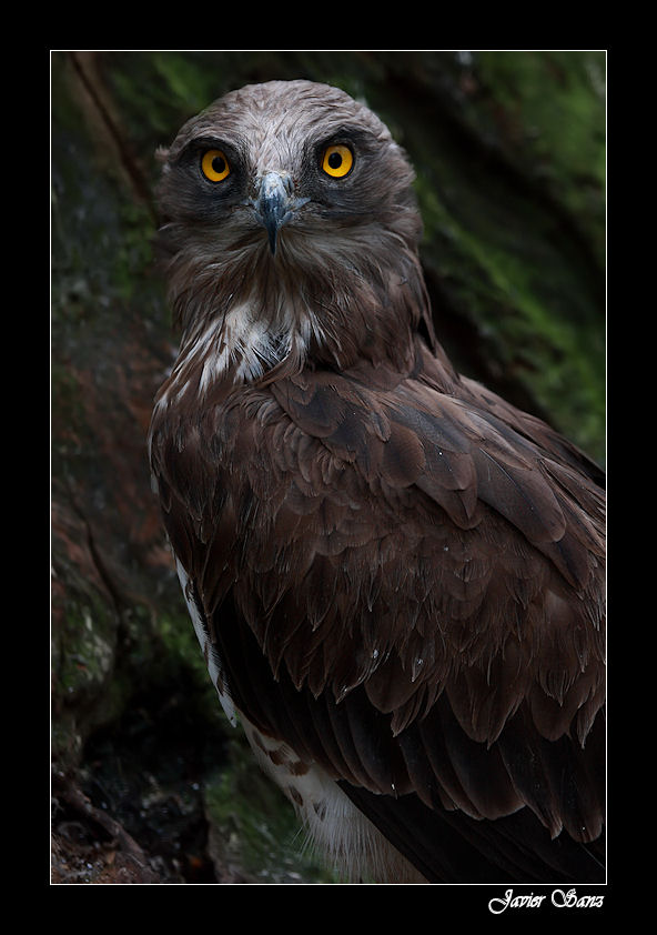 AGUILA CULEBRERA ( CIRCAETUS GALLICUS)