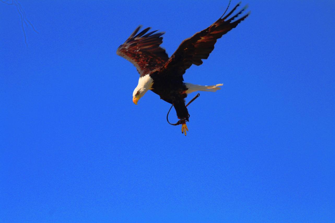 Aguila de cabeza blanca